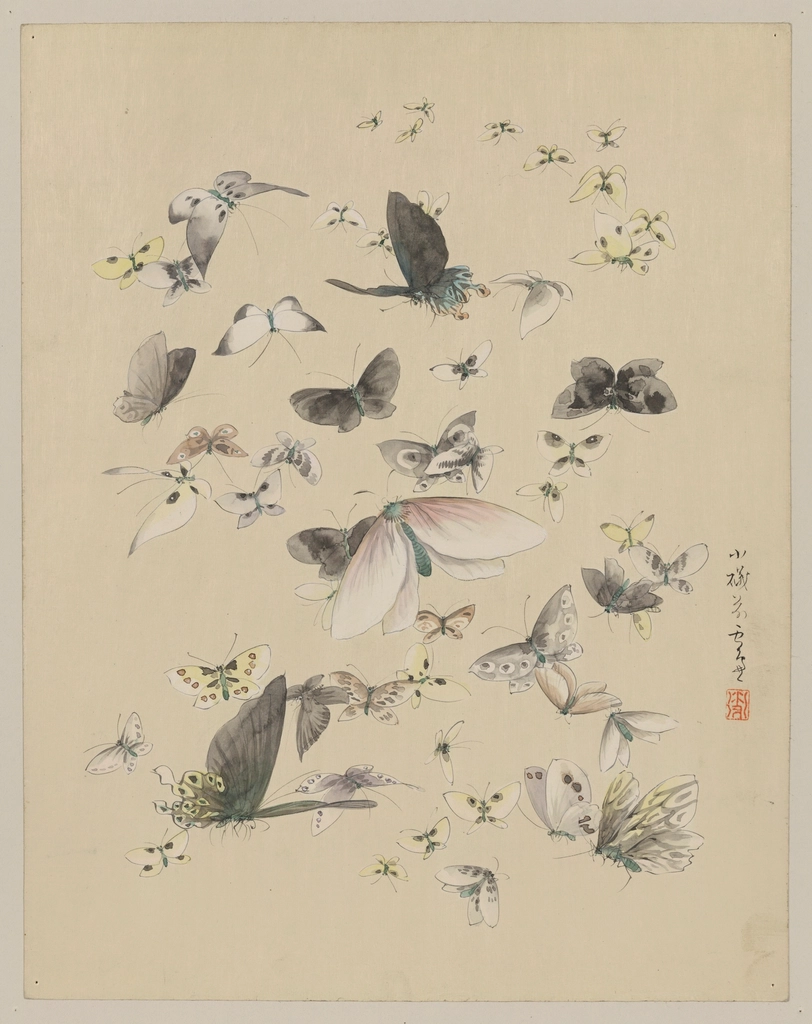 [Butterflies moths]. Original Library Congress